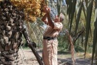 آغاز برداشت خارک و رطب نوبرانه در خرمشهر آغاز برداشت خارک و رطب نوبرانه در خرمشهر